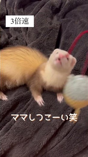 ~Mom's so persistent!~ #ferret #cute #shorts #shortsvideo #ferreteggs