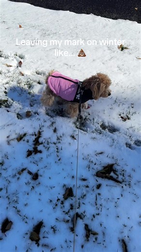 #winterpoopy #puppylife#petsoftiktok #funnydogs