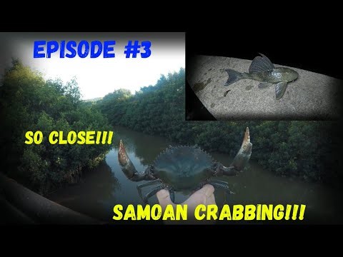 THE JOURNEY FOR THE GIANT SAMOAN (MUD CRAB) OFF A BRIDGE IN HAWAII CONTINUES!!! EPISODE#3 (HAWAII)