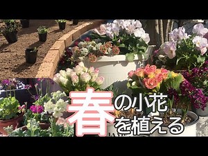 【ガーデニング】春の小花を植える 葉が黄色になった苗の手当てと冬の挿し芽 人気のお花 どう植える？