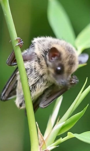 Bumblebee Bat – world’s tiniest mammal, weighs less than a penny.