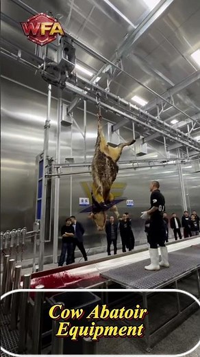 How a Beef Slaughter Line Cattle Slaughtering Equipment Abattoir Process Machine ‪@madeinchina‬