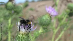 White-Tailed Bumble Bee (Bombus lucorum) covered in pollen pollinating and drinking from the flower of a thistle. August, Kent, UK [Slow motion x10]