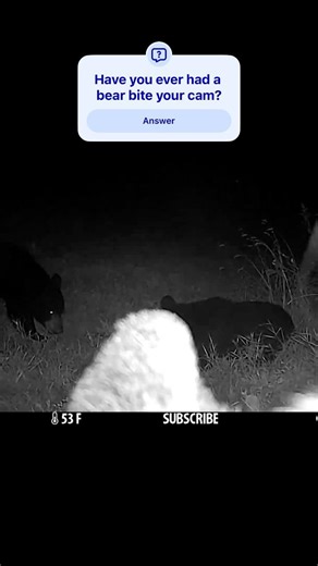 This bear doesn’t like trail cams #trailcam