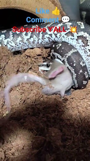 First time Feeding the Angolan (Anchietae Python)#angolan #python #firsttime ⚠️ LIVE FEEDING ⚠️