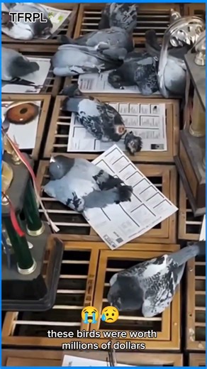 Million Dollar Champion Pigeons Lost | Mongoose Loft Attack #ChampionPigeons#MillionDollarBirds