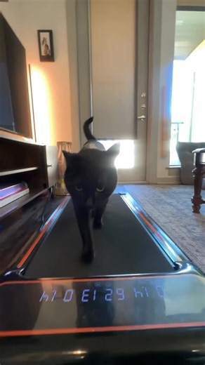 Oliver Goose | Take notes, fellas. #fitnessinfluencer #cat #blackcat #cats_of_instagram | Instagram