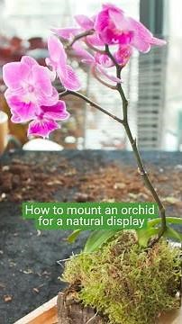 How to make a mounted orchid display