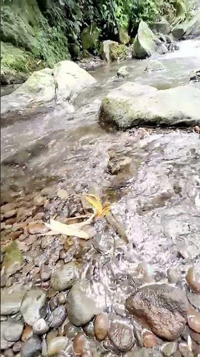 the sound of clear water blends with nature.#short