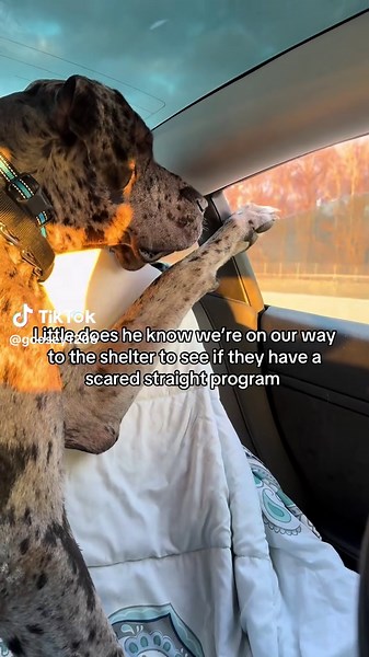 Surprise, surprise.. #greatdane #dogtok #dogsoftiktok | dogs