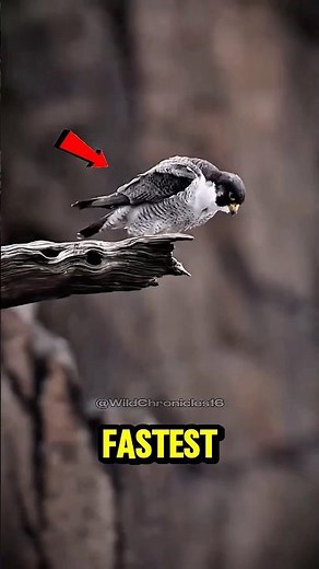 Top 5 Fastest Land Animals on Earth and Their Extreme Speeds! 🏃‍♂️💨