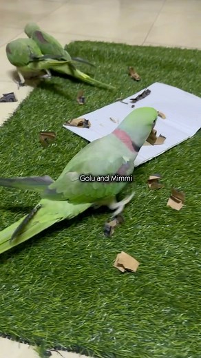 Fun Activity With Golu Mango & Maxi #goluandmimmi #parrot #parrotlovers #alexanderparrot #fun #activity #insta #daily #foryou #pakistan #india | Summaiya Farid