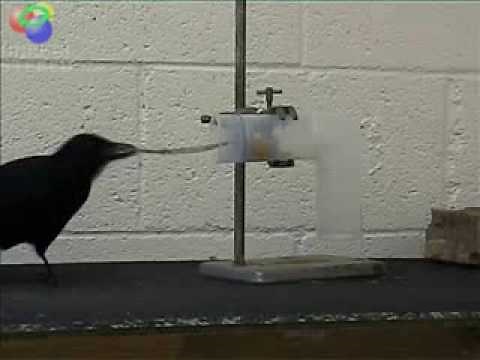 Betty The Crow Modifies a Tool / Betty, La Cuervo, Modifica una Herramienta I