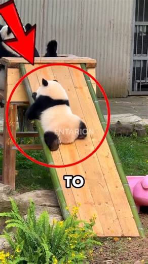this panda kept sliding down😂