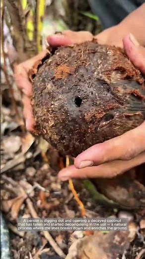 The Life Cycle of a Coconut: From Fruit to Fertile Soil