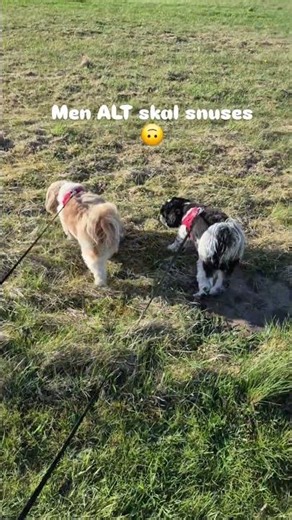 En gå tur kan tage tid 🙃Abonnér gerne og 👍for mere hunde sjov 🤣