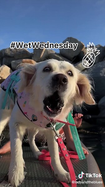 Funny Dog Meme Trends on TikTok