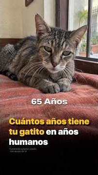 Cuántos años tiene tu gatito en años humanos