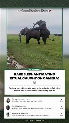 RARE ELEPHANT MATING RITUAL CAUGHT ON CAMERA! 🐘 — Elephant courtship can be lengthy, involving lots