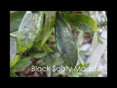 Top Tips #1 Black Sooty Mould