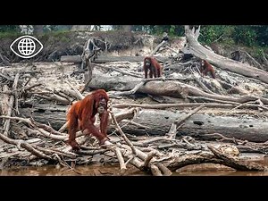 The Silent War on Indonesia’s Wildlife: Forests Falling, Species Dying- Nature Documentary