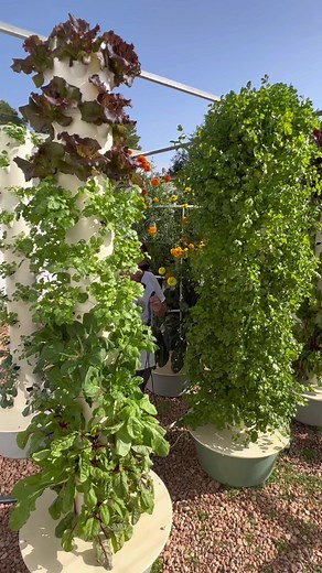 Not only can you save on water💧and space 🌿 usage when vertical farming with aeroponic towers, but they are also extremely ⚡️energy efficient⚡️ #towergarden #aeroponics #verticalfarming #energyefficient #agriculture #gardening #hydroponics #farming #towerfarms #urbanfarming | Agrotonomy Tower Farms