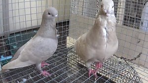 Berwick Lofts - Aaron E.Koldas | Berwick Lofts - Aaron Koldas