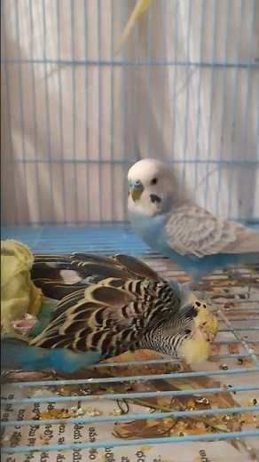 budgie tries to wake his dead partner