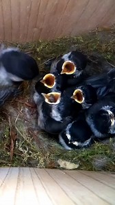 Chickadees when they're ready to fledge 🐤👋🥰 #wildlife #birdwatching #nature #birdhouse #birds | Nest Box Live