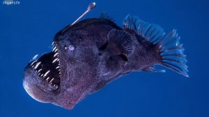 U Tenerife spatřili velkotlamce, obvykle žije v hlubinách oceánu - Novinky