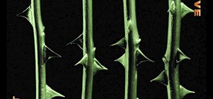 Type O Negative - Wolf Moon