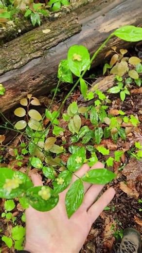 American strawberry bush, Euonymus americanus at Smoky Mountains National Park.
