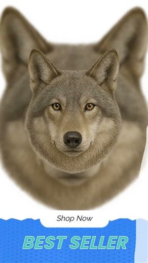 Detailed Wolf Head Sticker Illustration Vinyl Sticker (3 in