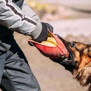 Are German Shepherds Stronger Than Humans? Strength, Bite Force & Facts