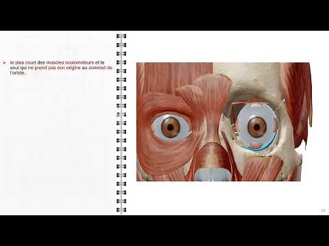 ANATOMIE FMPM ANATOMIE DES MUSCLES OCULOMOTEURS