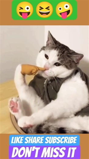 #funny #animal #comedy #cat #pets #reels #shorts #edit #new #trending #fun #cute #laugh #viral #dog