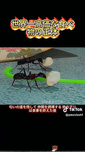 ツバメの巣の作り方と驚くべき効果