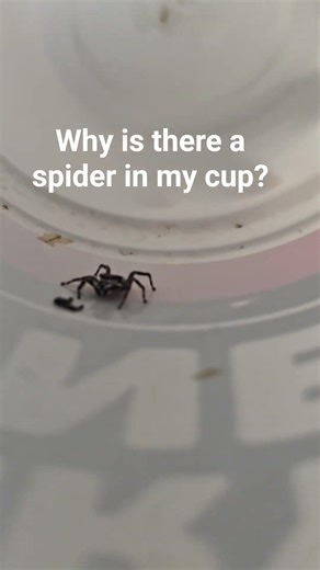 why is there a spider in my cup?