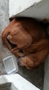 Msg from Chin Dog unable to move. Very weak and has a deep wound on the back. About 3 inches Location : B213 No11 jalan sepadu taman united kl. Behind pearl point hotel.Same block as toto magnum. Dog sleeping at block stairstair. Contact : 0 19-380 8713: Wound about 3 inches.I think some guy cut him | Malaysia Independent Animal Rescue