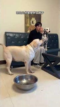 This bowl is great! How can this dog look so human-like The fun of raising a dog