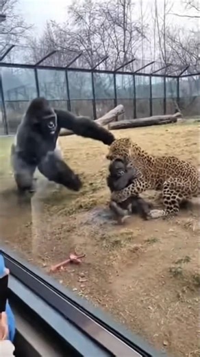 Incredible Gorilla Rescue Caught on Camera Inside Zoo #shorts #wildlife #leopard #gorilla #zoo #fyp