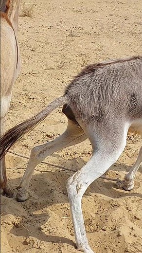 #donkey #shortvideos #wildlifeentertainment #animallife #entertaininganimals #viralvideos