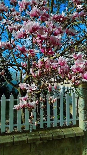 La magia de la PRIMAVERA en España 🌸✨