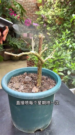 Revive Your Bougainvillea! How to Save a Leafless Plant