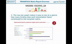 TRANSFAC 转录因子数据库 -- Matrix report 矩阵报告概览