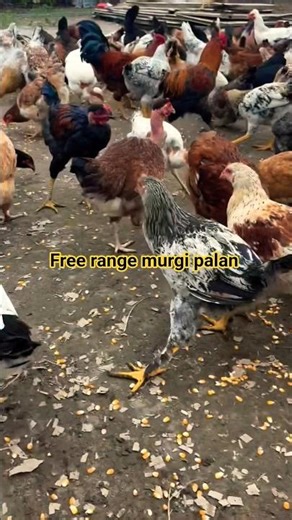 sonali murgi vs mix breed comparison #poultry #farming #shorts #eggs