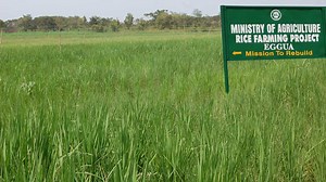 Ogun initiates moves to revamp agriculture