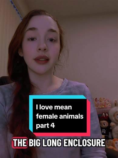 Chaotic Story Time with Cass: I love mean female animals, part 4. #iguana