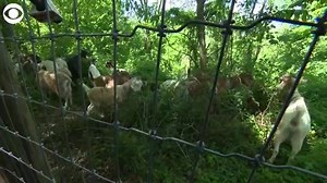 GOATS IN THE CITY: 24 goats arrived in New York City on Tuesday. They’ll spend the summer in “Goatham” clearing weeds in hard to reach places along part of Riverside Park on Manhattan's west side. | KDKA-TV | CBS Pittsburgh