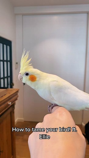 How to Tame Your Cockatiel: Step-by-Step Guide